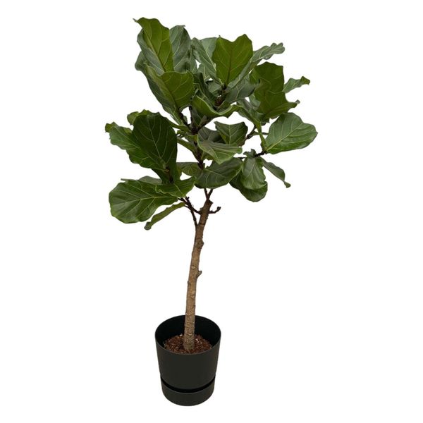 Fusto Di Ficus Lyrata Compreso Elho Greenville Rotondo Nero - 160 Cm - Ø30-image