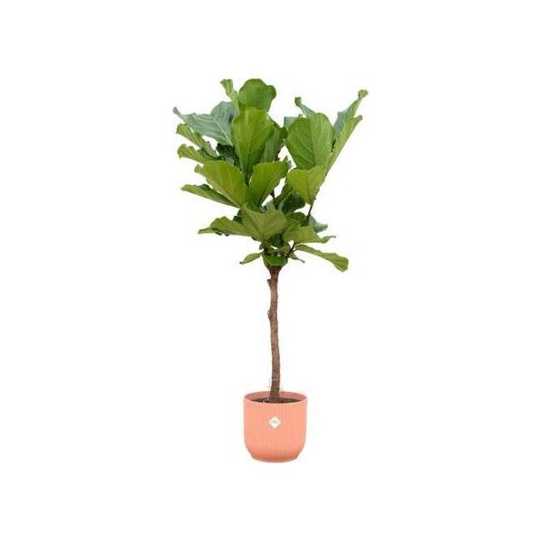 Ficus Lyrata Stam Inclusief Elho Vibes Fold Round Roze - 160 Cm - Ø30-image