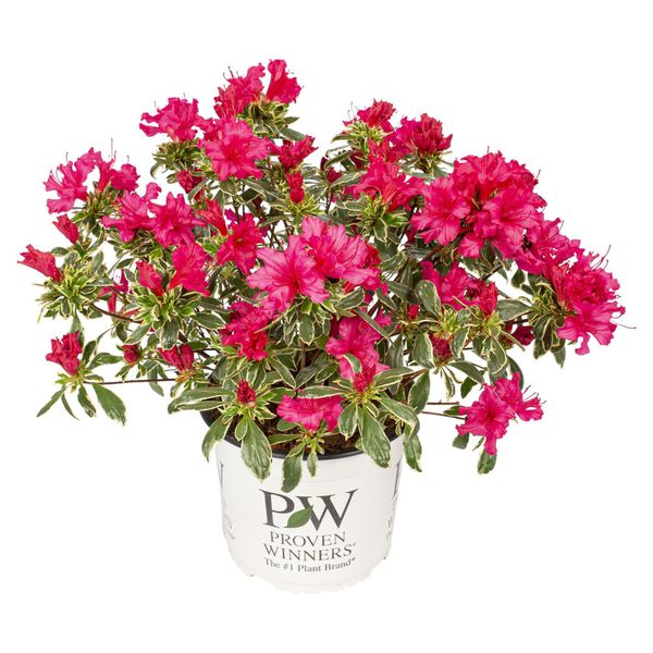 Hello Plants Rhododendron Bollywood Pink Pianta In Vaso - Ø 19 Cm - Altezza: 30 Cm-image