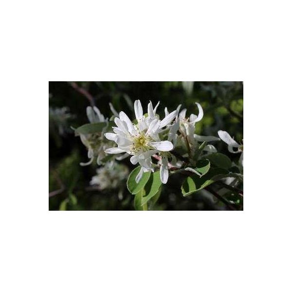 10 X Amelanchier Ovalis ( Rotundifolia) - Pero Ramato 40- 60 Cm - Radice Nuda-image