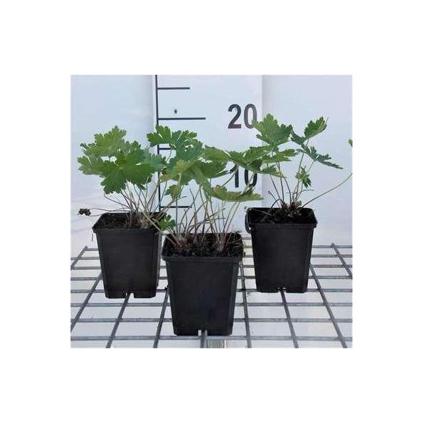6 X Geranium Phaeum 'Samobor' - Cranesbill - Vaso 9 X 9 Cm-image