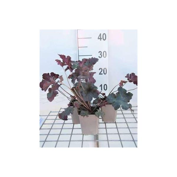 6 X Heuchera Hybr. 'Stormy Seas' - Campane Viola - Vaso 9 X 9 Cm-image