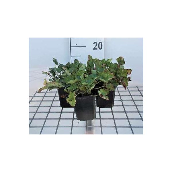 6 X Heuchera Sang. 'Firefly' - Heuchera Viola - Vaso 9 X 9 Cm-image