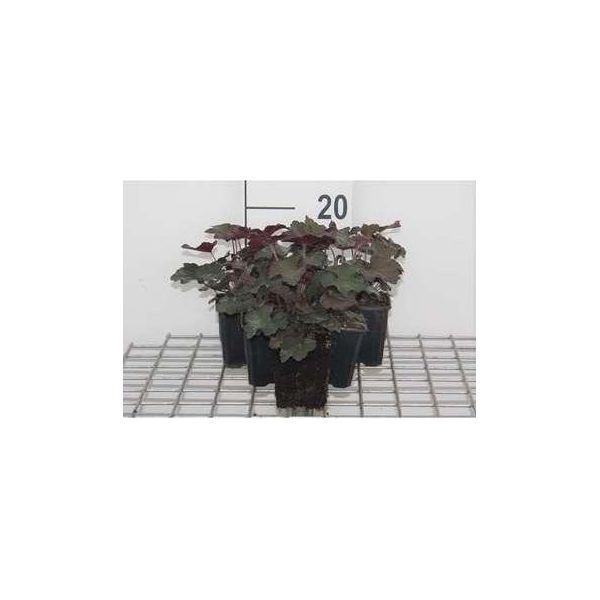 6 X Heuchera Mic. 'Palace Purple' - Campanula Viola - Vaso 9 X 9 Cm-image