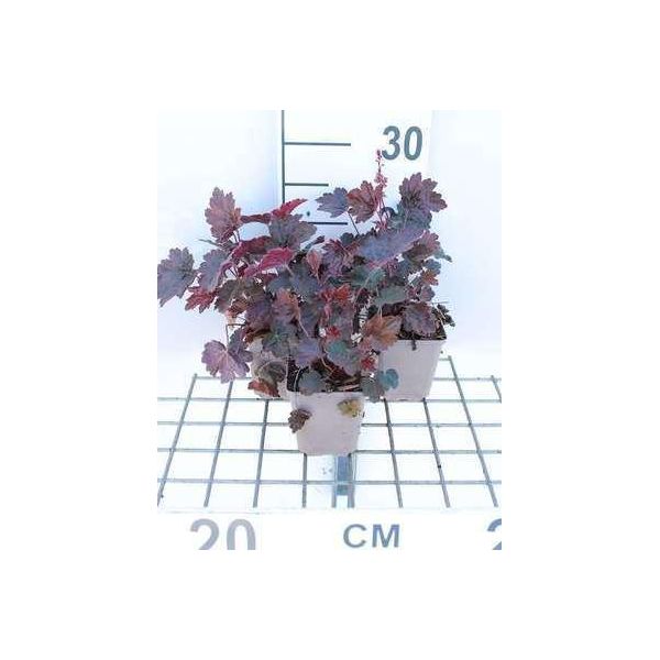 6 X Heuchera Hybr. 'Rachel' - Campanula Viola - Vaso 9 X 9 Cm-image