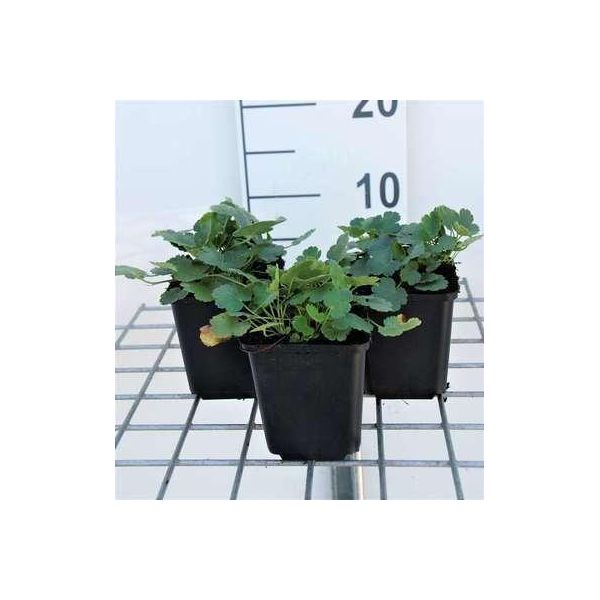 6 X Heuchera Briz. 'Schneewittchen' - Campanula Viola - Vaso 9 X 9 Cm-image