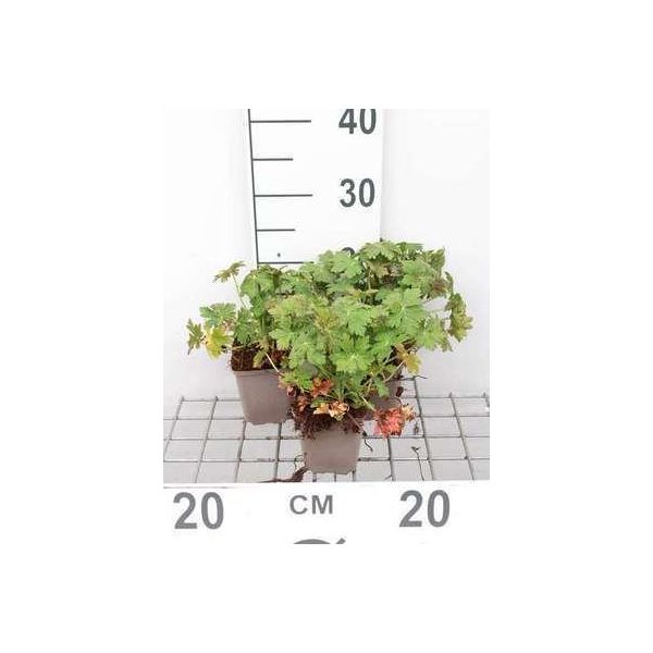 6 X Geranium Macr. 'Czakor' - Cranesbill - Vaso 9 X 9 Cm-image