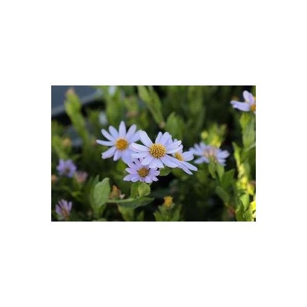 6 X Kalimeris Inc. Blue Star' - Abbellitore - Vaso 9 X 9 Cm-image