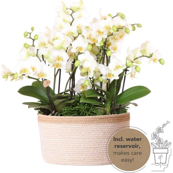 Kolibri Set Di Piante Bianche In Cesto Di Cotone Con Serbatoio D'acqua Tre Orchidee Bianche Lausanne 9Cm E Tre Piante Verdi Rhipsalis Jungle Bouquet Bianco Con Serbatoio D'acqua Autosufficiente-image