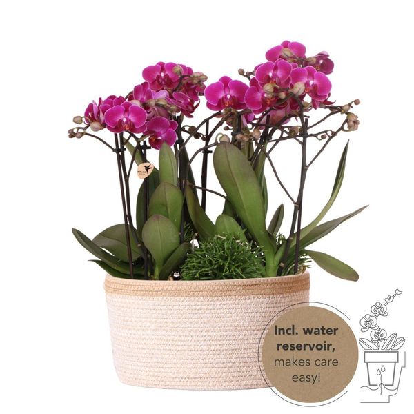 Set Di Piante Colibrì Viola In Cesto Di Cotone Incl. Serbatoio D'acqua Tre Orchidee Viola Morelia 9Cm E Tre Piante Verdi Rhipsalis Jungle Bouquet Viola Con Serbatoio D'acqua Autosufficiente-image