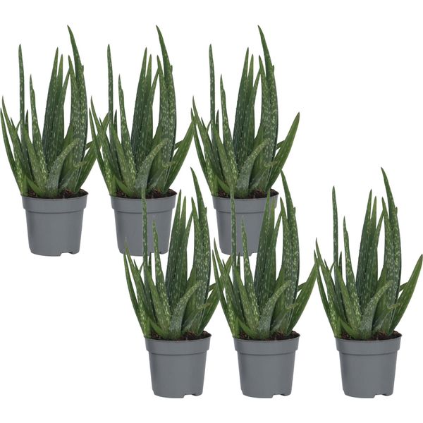 Aloe Vera - 6 Pezzi - Aloe Barbadensis - Altezza 25-40Cm - ⌀10,5Cm-image