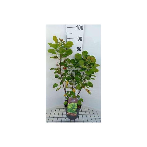 Cotinus Cogg. 'Lemon Lady'® - Arbusto Di Parrucca 40- 60 Cm In Contenitore-image