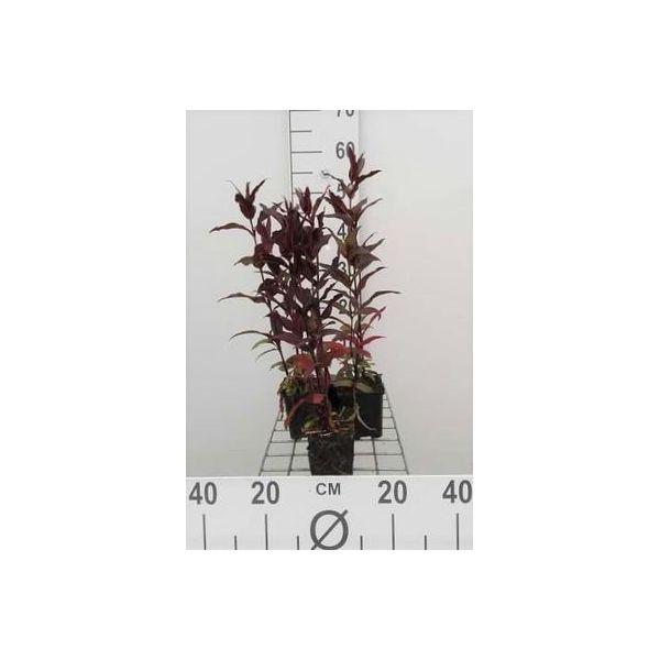 6 X Lychnis Arkw. 'Vesuvius' - Campioncino - Vaso 9 X 9 Cm-image