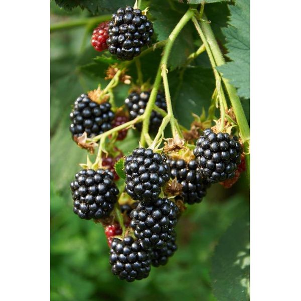 Mora 'Loch Ness' - Rubus Fruticosus, Spine Basse, Resistente, Portamento Robusto, Arbusto Di 50-70 Cm In Vaso-image