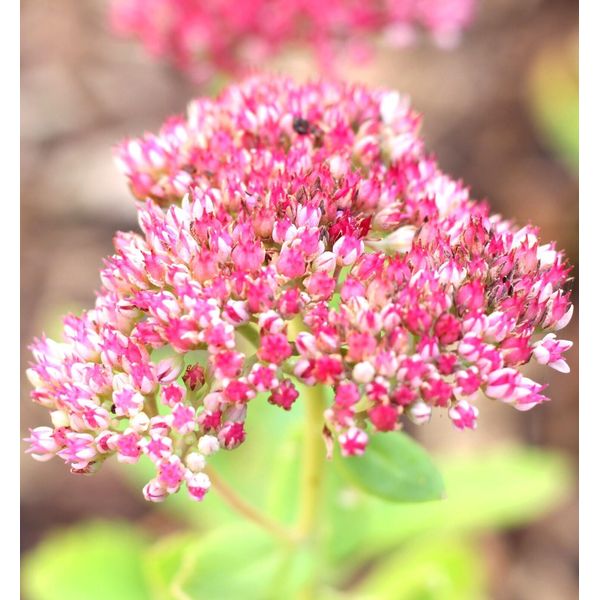 Pianta Perenne Sedum Herbstfreude Telephium Vaso 9 X 9 Cm-image