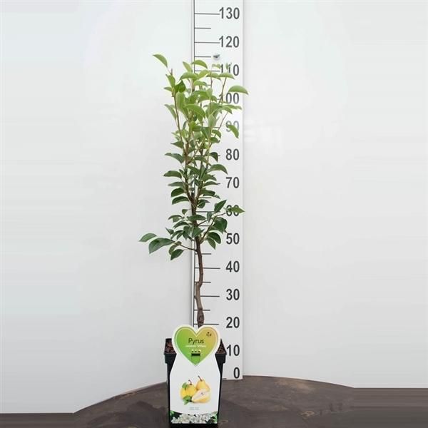 Pyrus Communis Williams Christ Pera 100-120 Cm Pera Estiva In Vaso Albero Da Frutto Resistente Autofertile-image