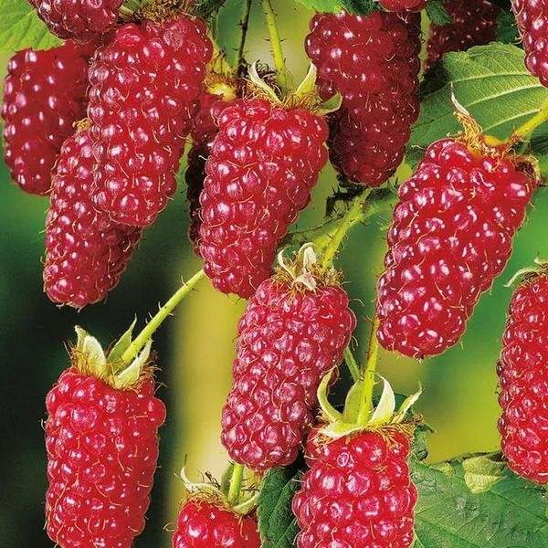 Tayberry Senza Spine - Rubus 'Buckingham Tayberry' - Incrocio Di More E Lamponi, Cespuglio Di Bacche Di 50-60 Cm-image