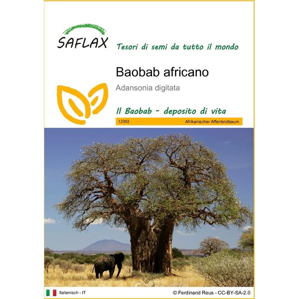 Saflax - Baobab Africano - 6 Semi - Adansonia-image