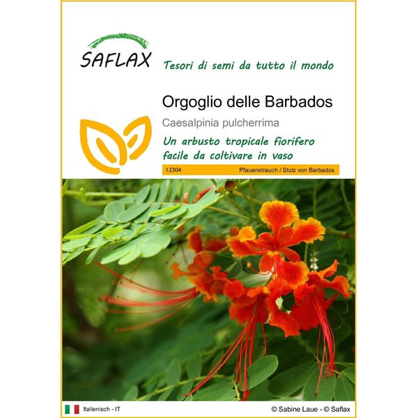Saflax - Orgoglio Delle Barbados - 10 Semi - Caesalpinia-image