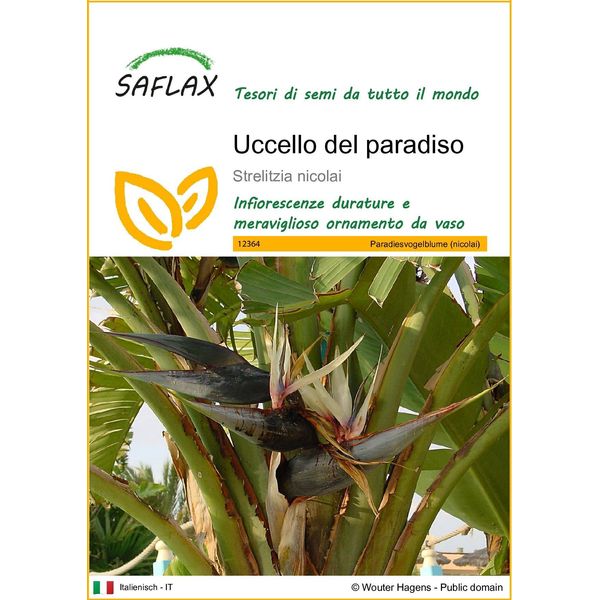 Saflax - Uccello Del Paradiso - 5 Semi - Strelitzia-image