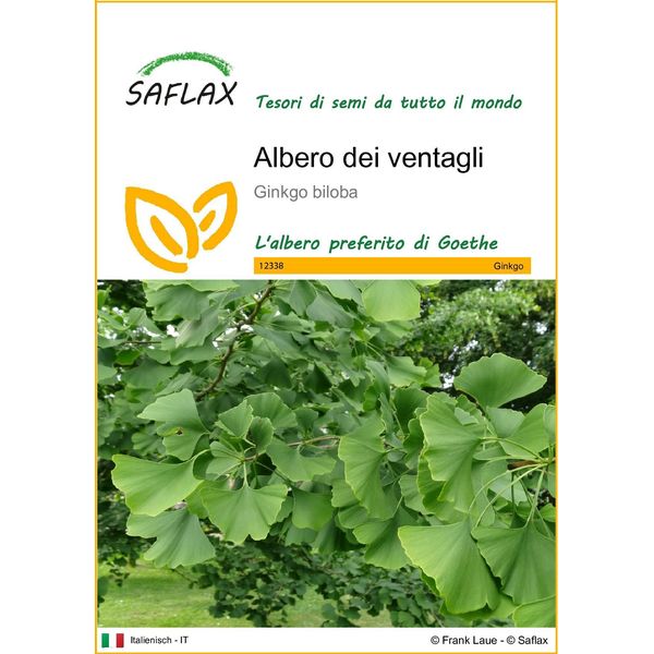 Saflax - Albero Dei Ventagli - 4 Semi - Ginkgo-image