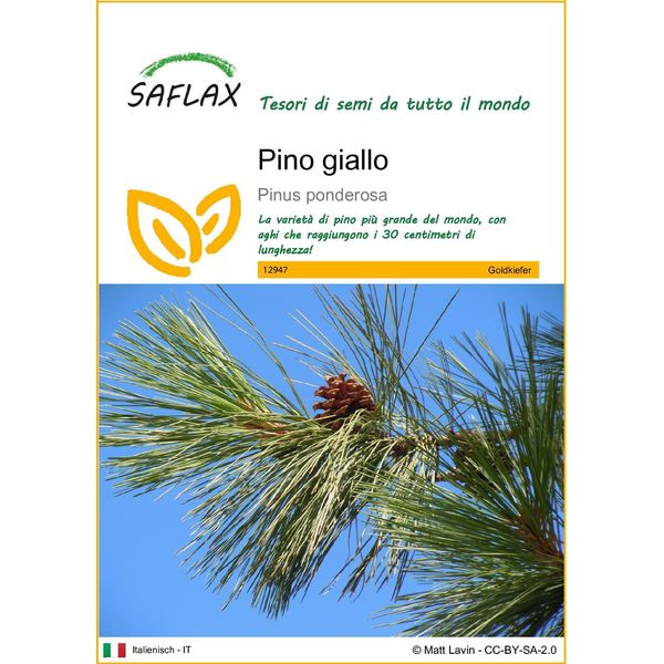 Saflax - Pino Giallo - 20 Semi - Pinus-image