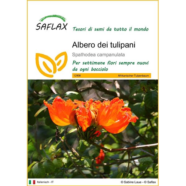 Saflax - Albero Dei Tulipani - 30 Semi - Spathodea-image
