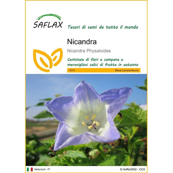 Saflax - Nicandra - 100 Semi - Nicandra-image