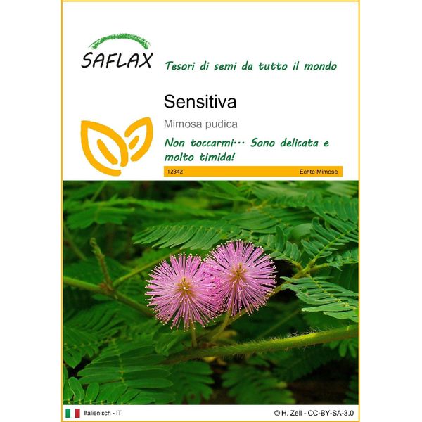 Saflax - Sensitiva - 70 Semi - Mimosa-image