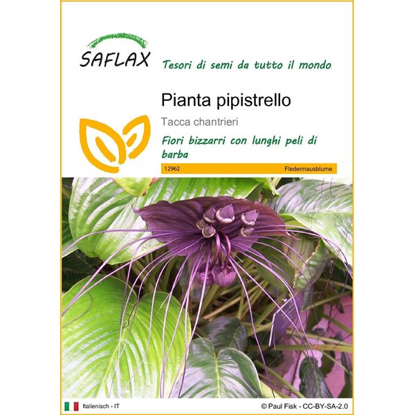 Saflax - Pianta Pipistrello - 10 Semi - Tacca-image