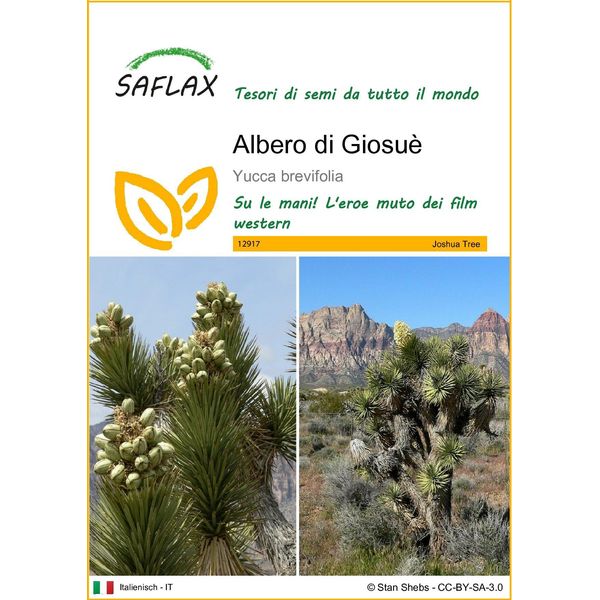 Saflax - Albero Di Giosuè - 10 Semi - Yucca-image