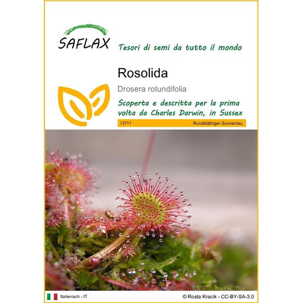 Saflax - Rosolida - 50 Semi - Drosera-image