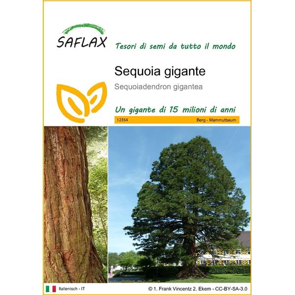 Saflax - Sequoia Gigante - 50 Semi - Sequoiadendron-image