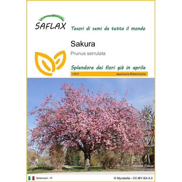 Saflax - Sakura - 30 Semi - Prunus-image