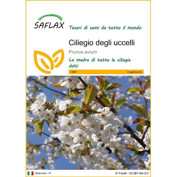 Saflax - Ciliegio Degli Uccelli - 10 Semi - Prunus-image
