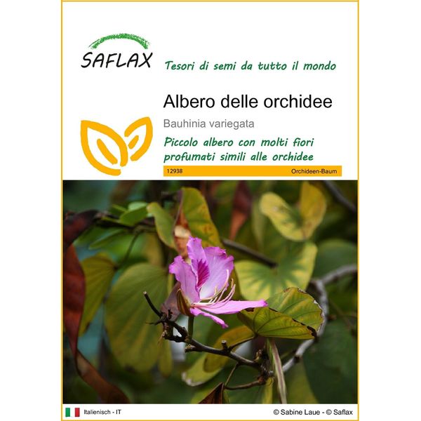 Saflax - Albero Delle Orchidee - 8 Semi - Bauhinia-image