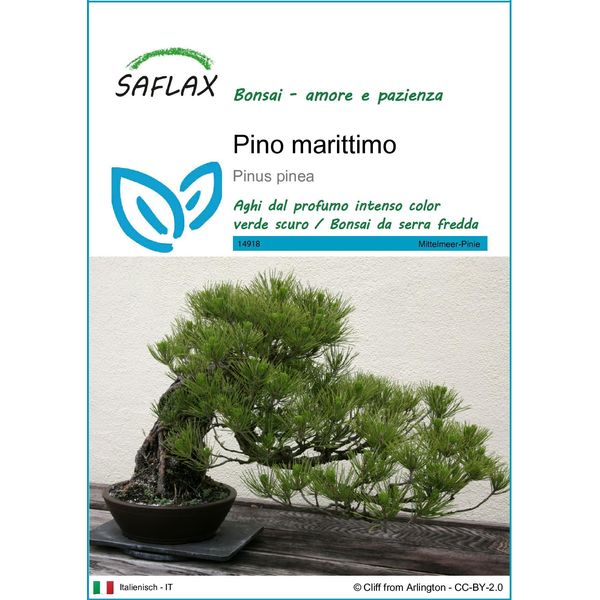 Saflax - Pino Marittimo - 6 Semi - Pinus-image
