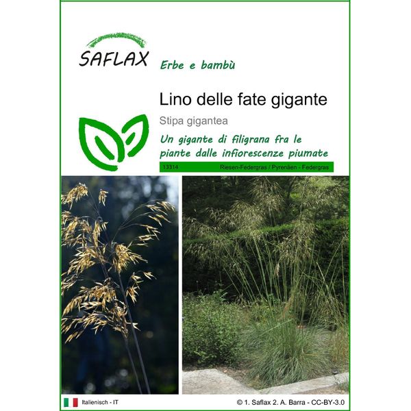 Saflax - Lino Delle Fate Gigante - 10 Semi - Stipa-image