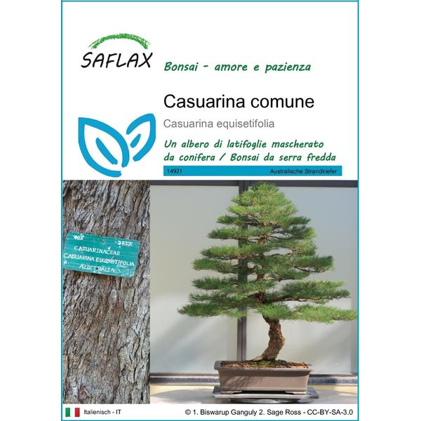 Saflax - Casuarina Comune - 200 Semi - Casuarina-image