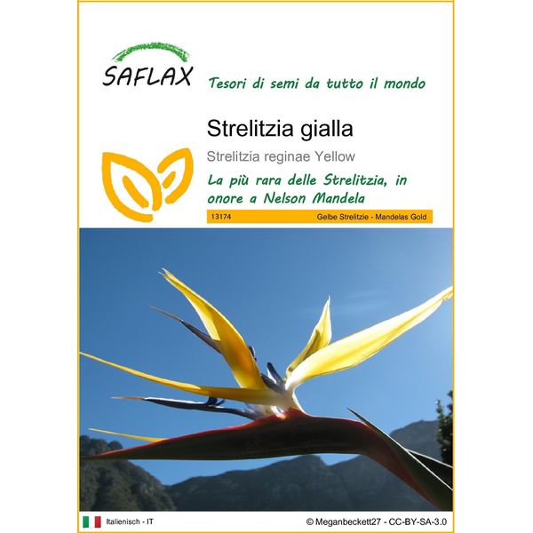 Saflax - Strelitzia Gialla - 4 Semi - Strelitzia-image