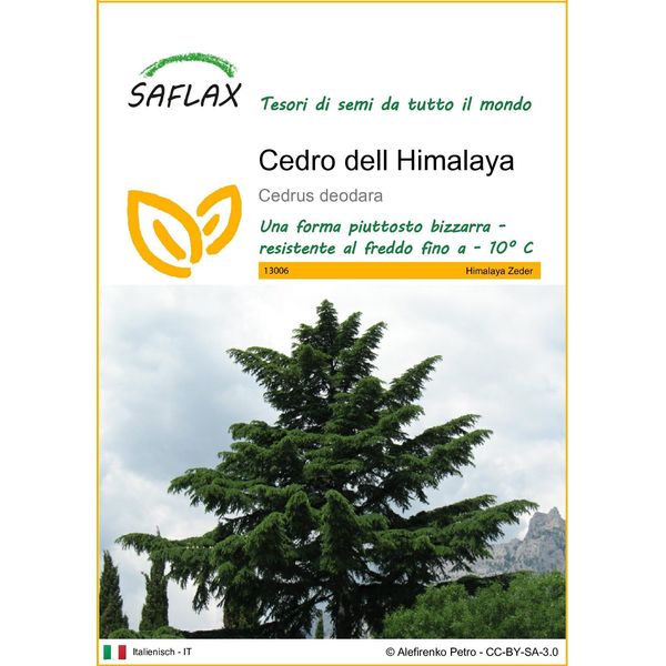 Saflax - Cedro Dell Himalaya - 35 Semi - Cedrus-image