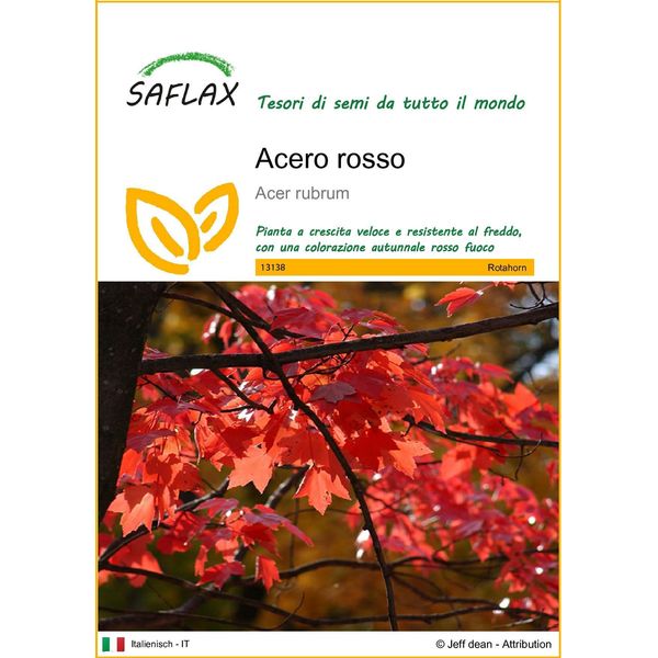 Saflax - Acero Rosso - 20 Semi - Acer-image