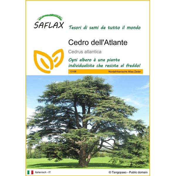 Saflax - Cedro Dell'atlante - 20 Semi - Cedrus-image