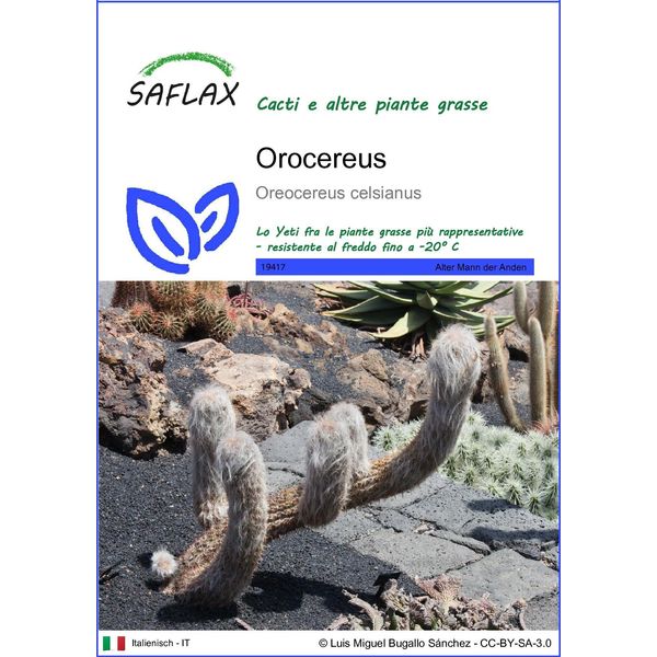 Saflax - Orocereus - 40 Semi - Oreocereus-image
