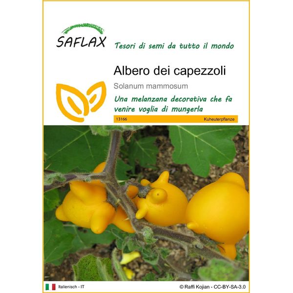Saflax - Albero Dei Capezzoli - 10 Semi - Solanum-image