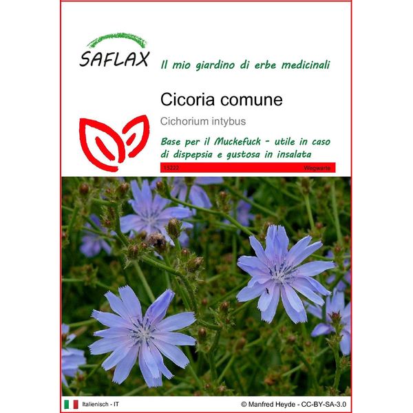 Saflax - Cicoria Comune - 250 Semi - Cichorium-image