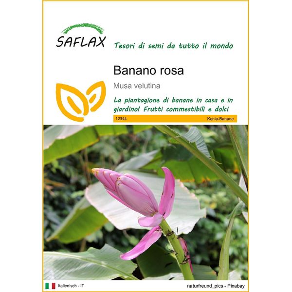 Saflax - Banano Rosa - 8 Semi - Musa-image