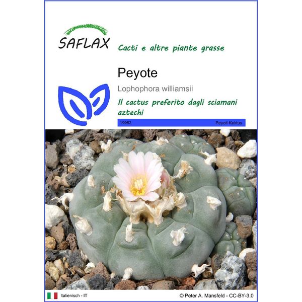 Saflax - Peyote - 20 Semi - Lophophora-image
