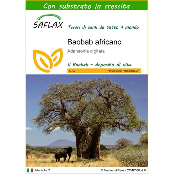 Saflax - Baobab Africano - 6 Semi - Con Substrato - Adansonia-image