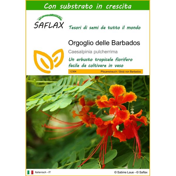 Saflax - Orgoglio Delle Barbados - 10 Semi - Con Substrato - Caesalpinia-image